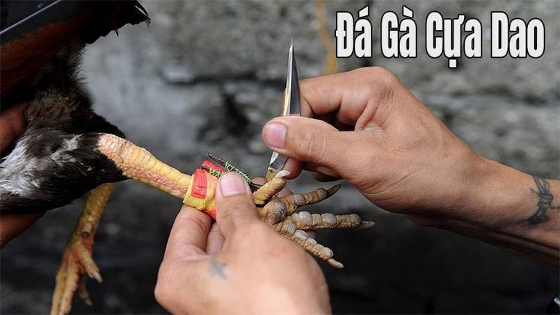 Đá gà cựa dao hấp dẫn tại Việt Nam